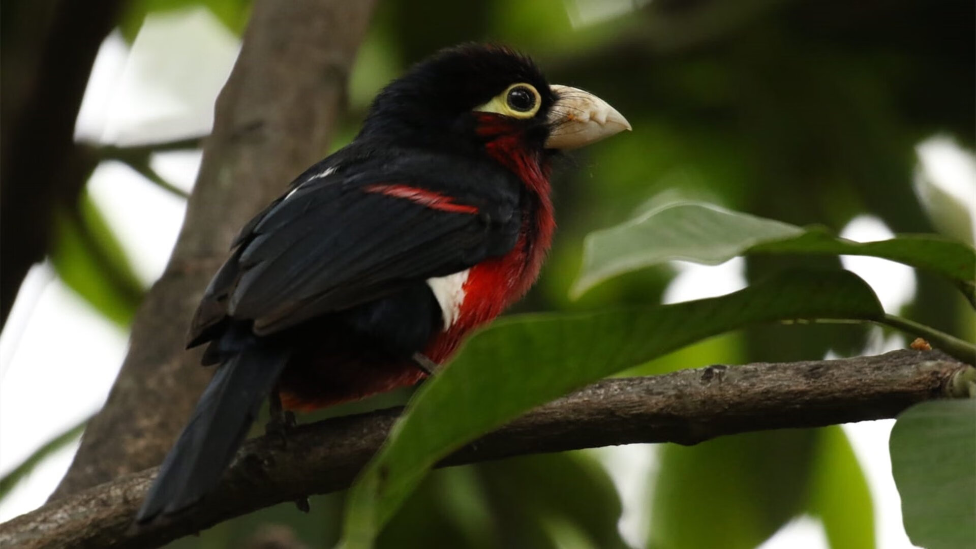 开云体育在线-银箭破风，拉塞尔掀翻迈凯伦王座的完美风暴
