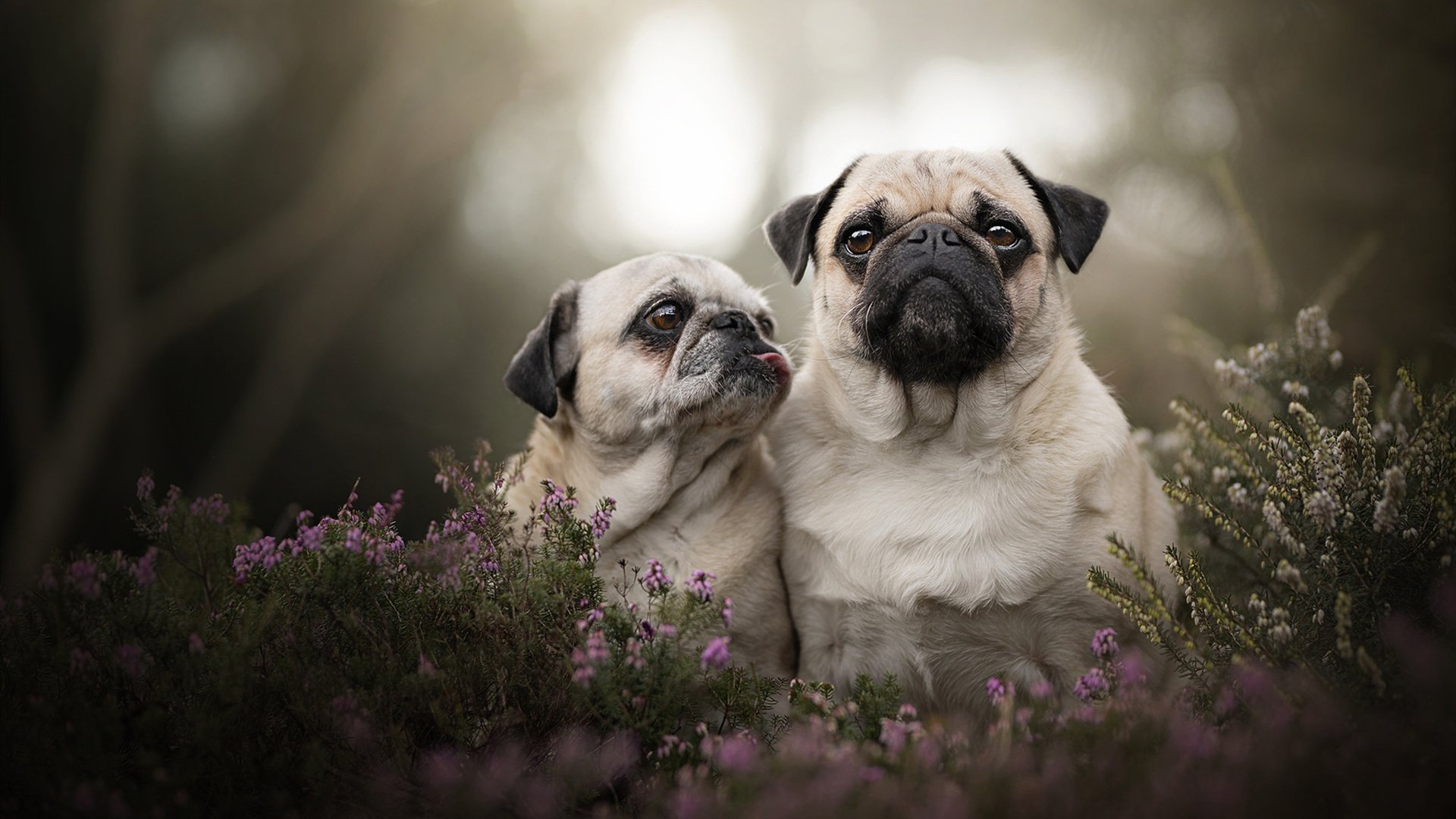 绿茵场的终场哨,地缘政治的加时赛,当马里在欧冠之夜终结几内亚