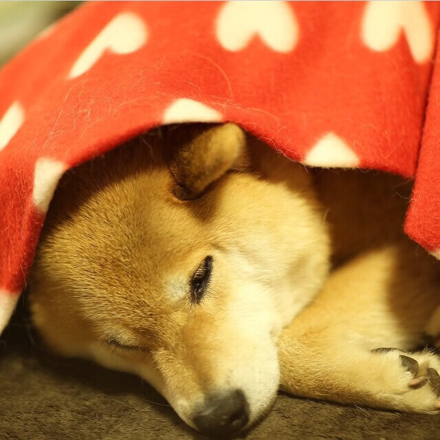 平行宇宙的哨响，当北京队遇上森林狼，字母哥末节撕碎时空