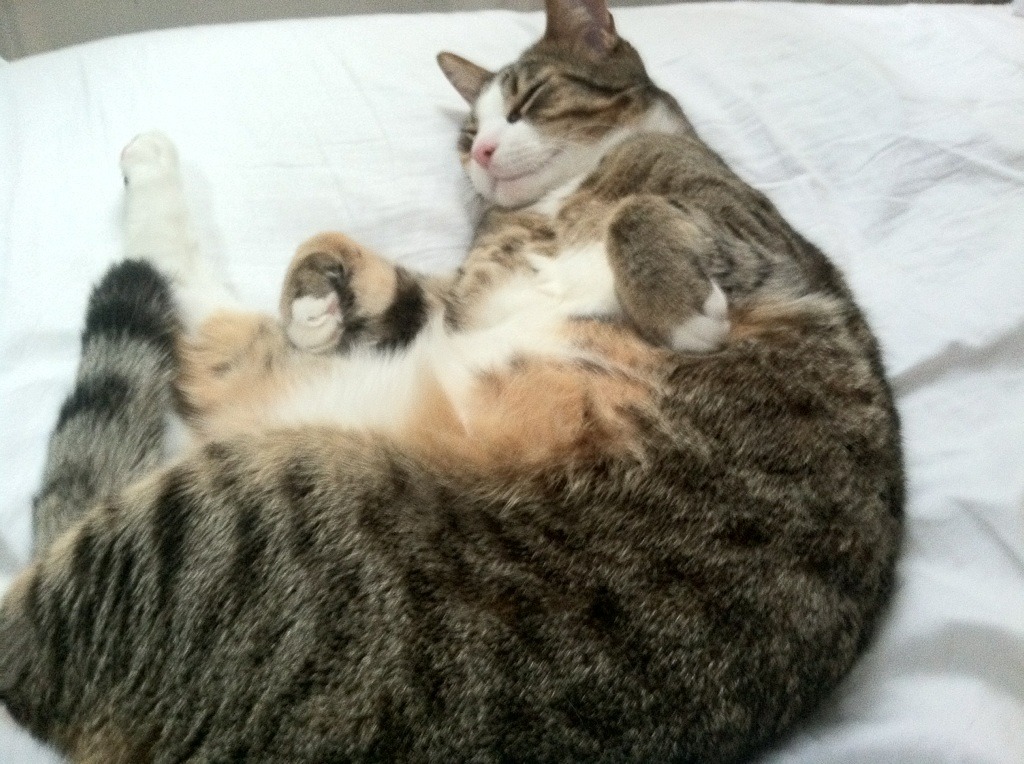 折叠的德比,当诺坎普的雨落入鹈鹕队的更衣室