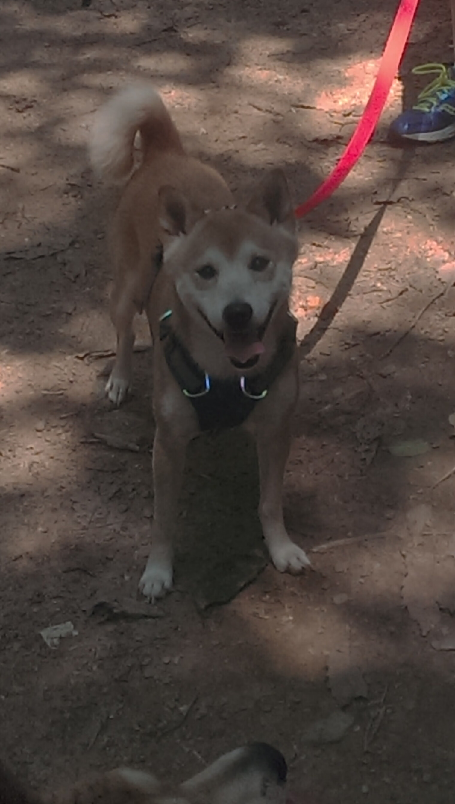 开云体育app-末节风暴与孤胆英雄，篮网单节拉开独行侠，东契奇在焦点战中证明自己