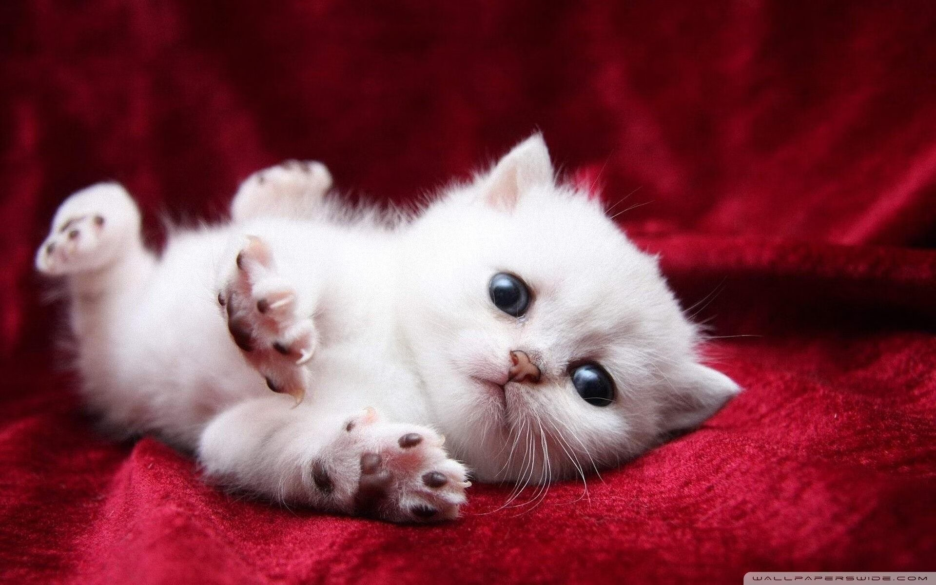 黄喜灿爆发!皇马正面击溃几内亚—平行时空的足球狂想