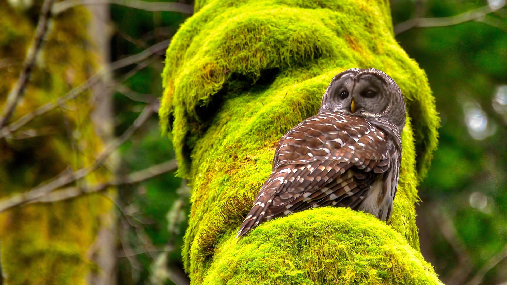 开云体育入口-教科书封神夜，哈利伯顿如何用一场抢七重新定义控卫艺术？