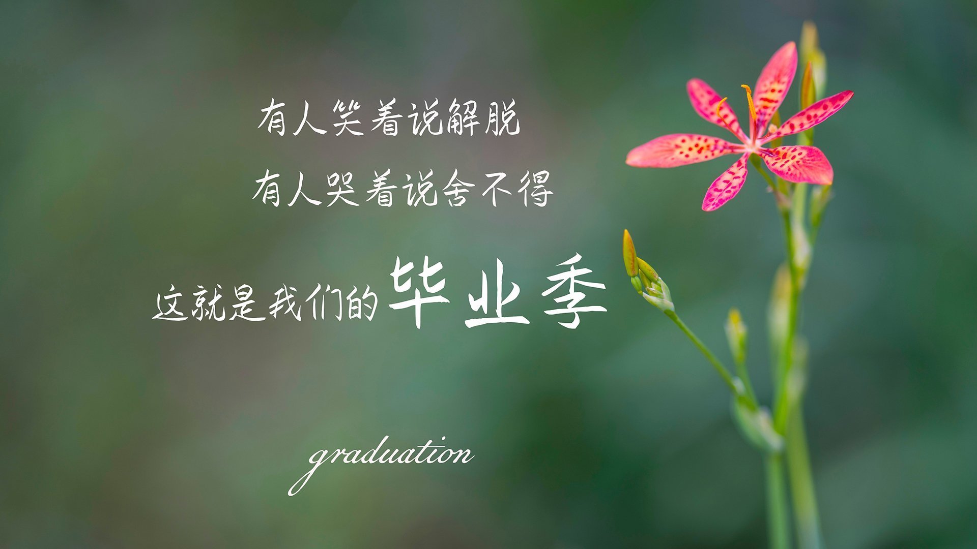 凯恩之夜,当篮球成为烈焰,撕碎钢铁防线