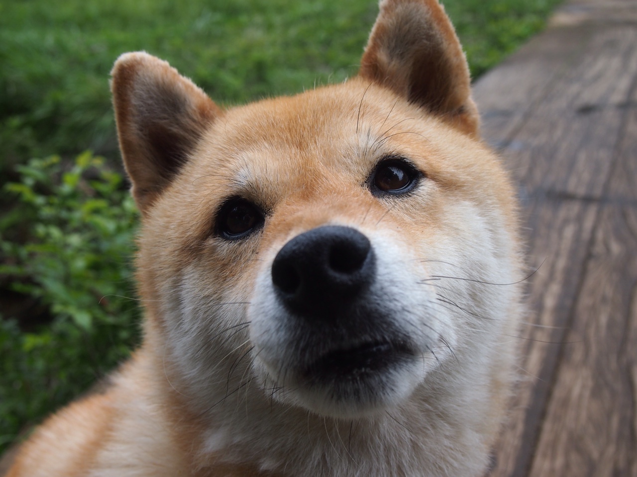 骑士奇迹兵团跨域驰援，哈利伯顿导演天山脚下逆袭剧本