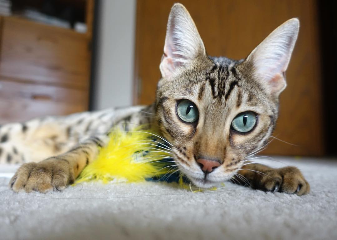 开云体育在线-当NBA的腰王降临伯纳乌，一场跨界的篮球式足球胜利