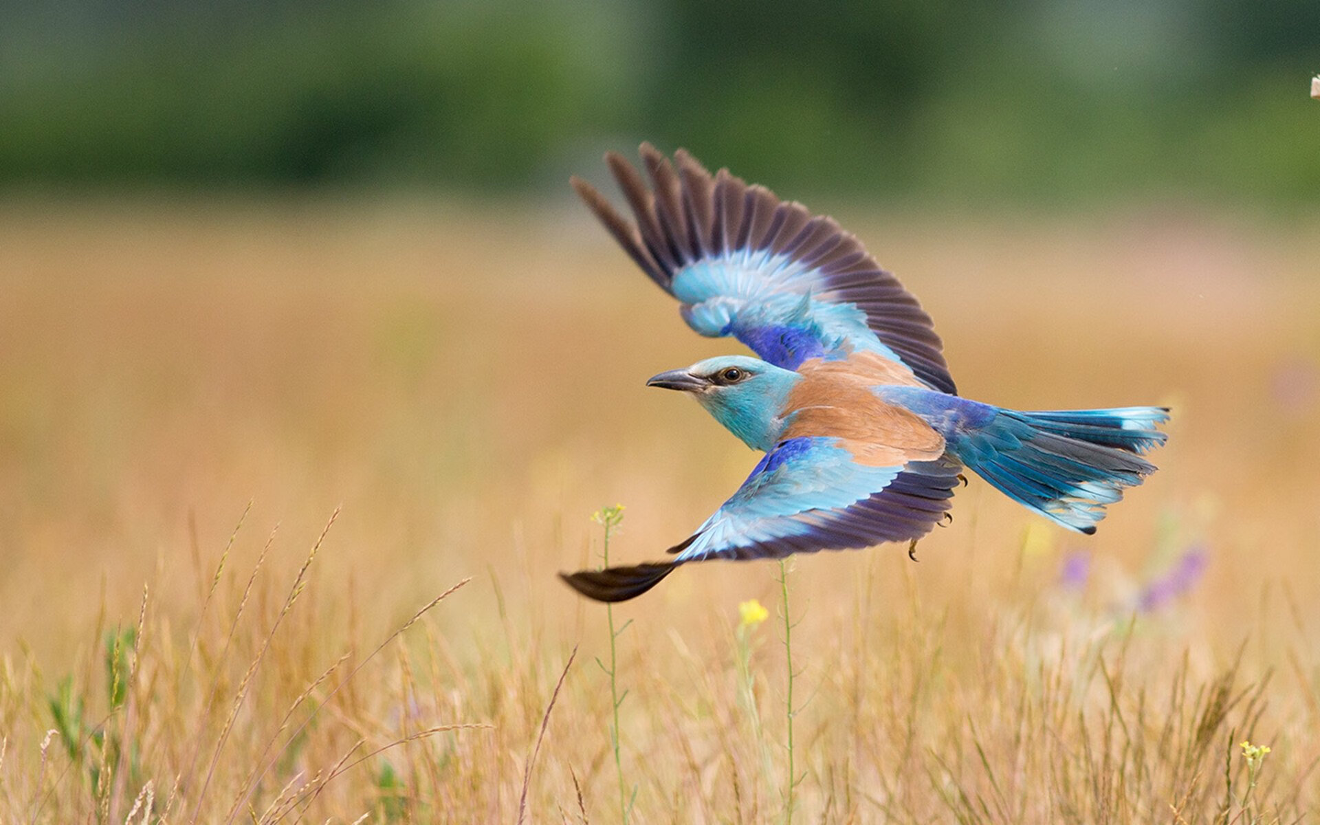 命运交响，英超的终局与NBA的序章