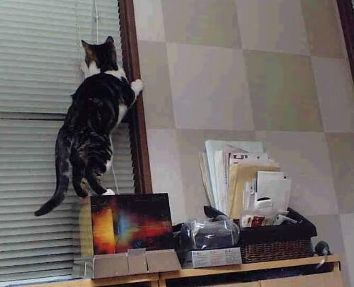 开云体育中国-时空交错的双重绝杀，当威尔士的盾遇见弗拉霍维奇的矛