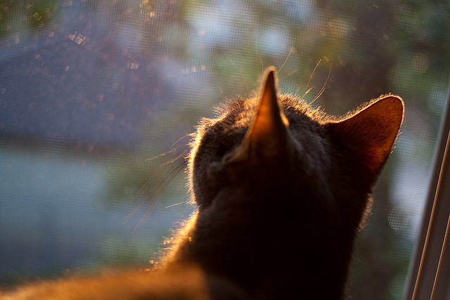 错位时空，当伯纳乌的草坪与总决赛地板在传奇中重叠