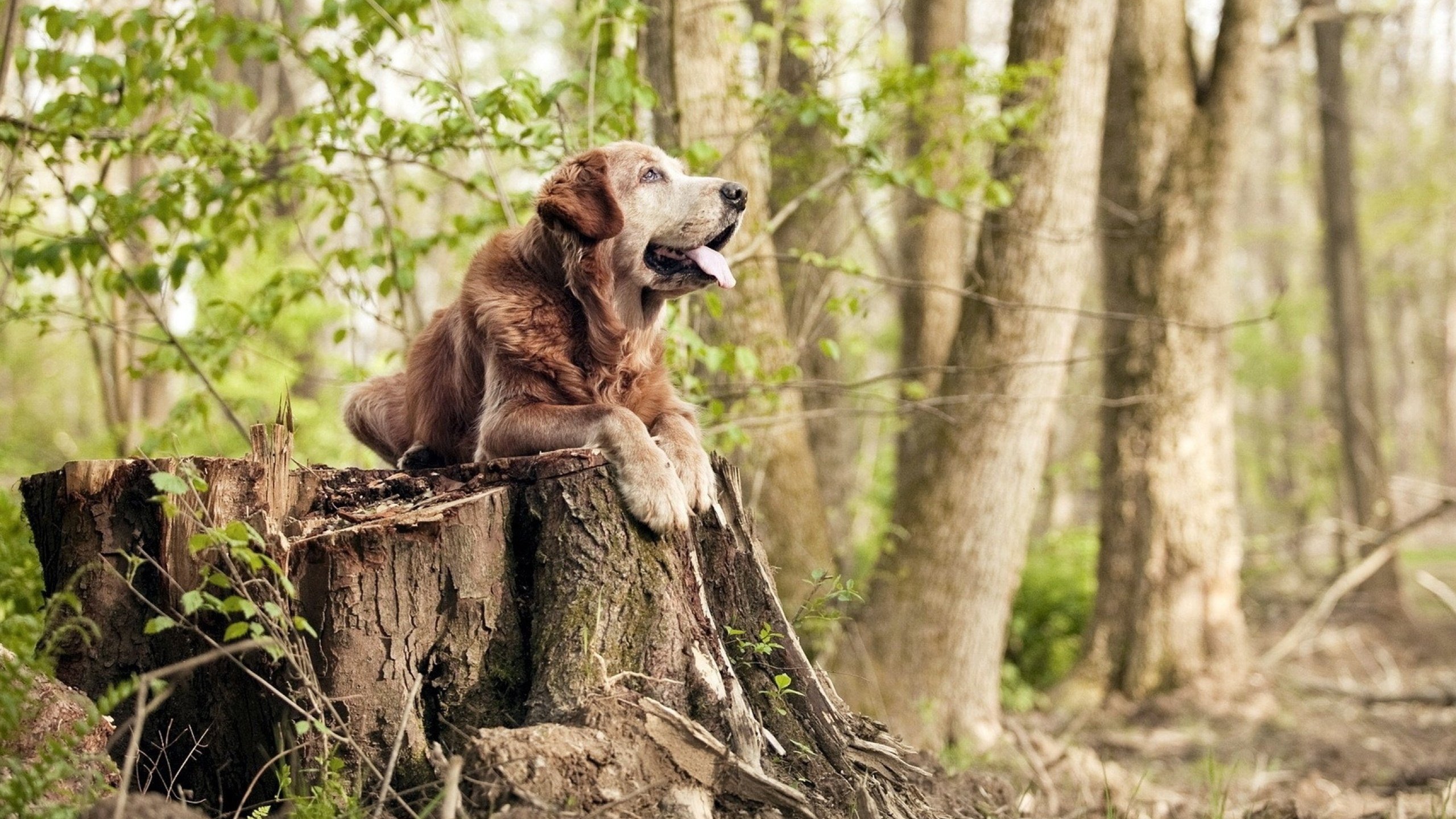 开云体育app-从体系囚徒到破壁者，伦纳德如何重构马刺对爵士的压制逻辑