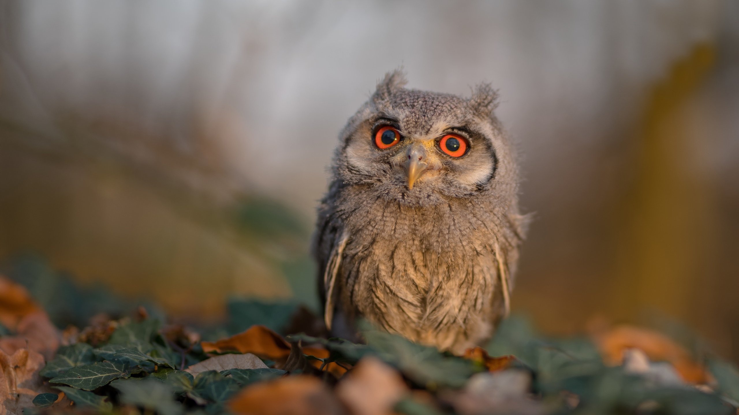 跨界之韧，皮克硬仗之王与摩洛哥速胜突尼斯的启示