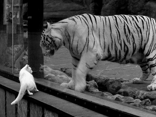 手术刀与堡垒，坎特用最硬气的回合雕刻胜利